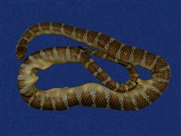 藏品(闊帶青斑海蛇)的圖片